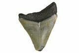Bargain, Megalodon Tooth - North Carolina #152832-1